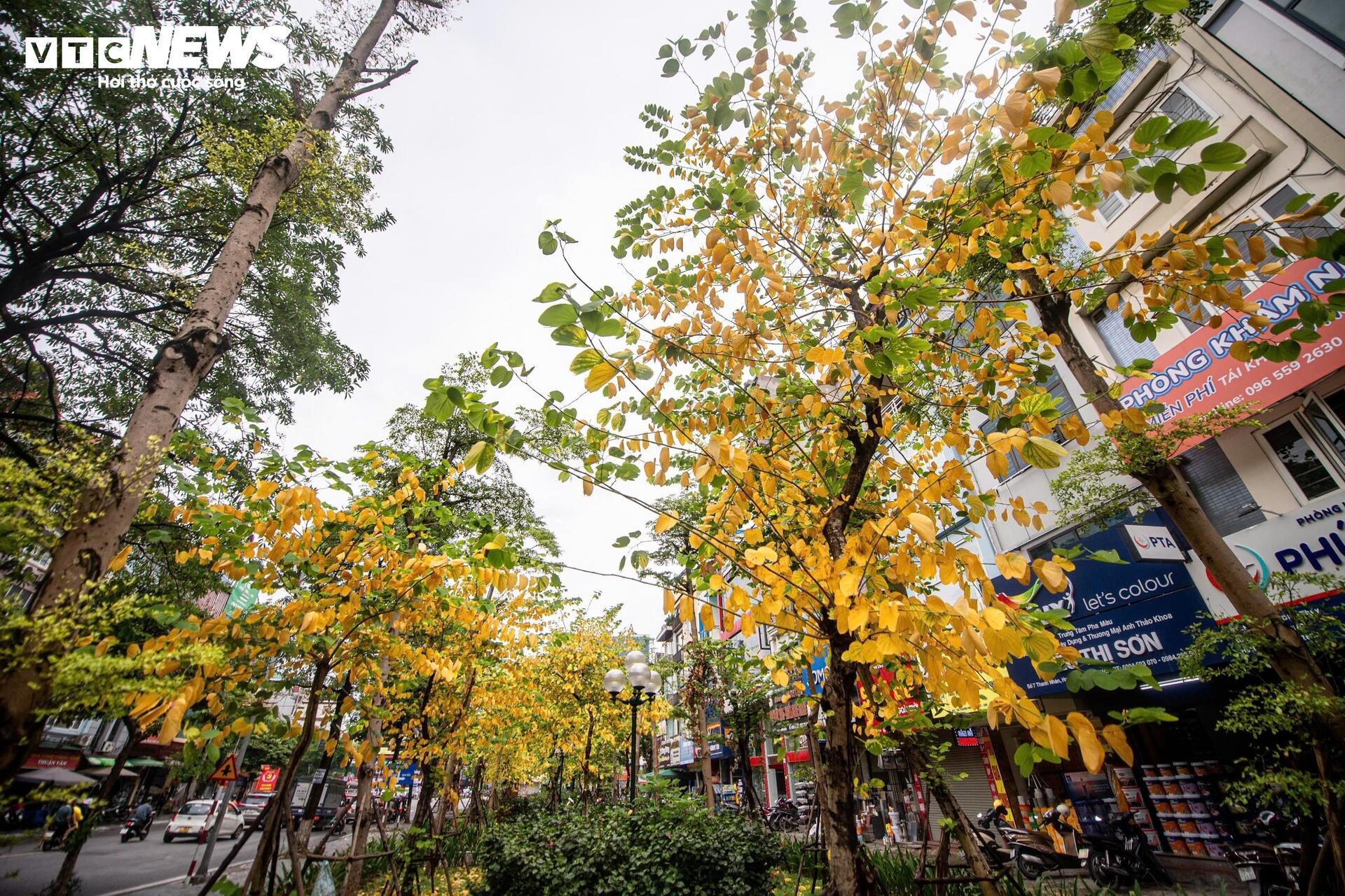 Đẹp ngỡ ngàng Hà Nội vàng rực như mùa thu châu Âu - 12
