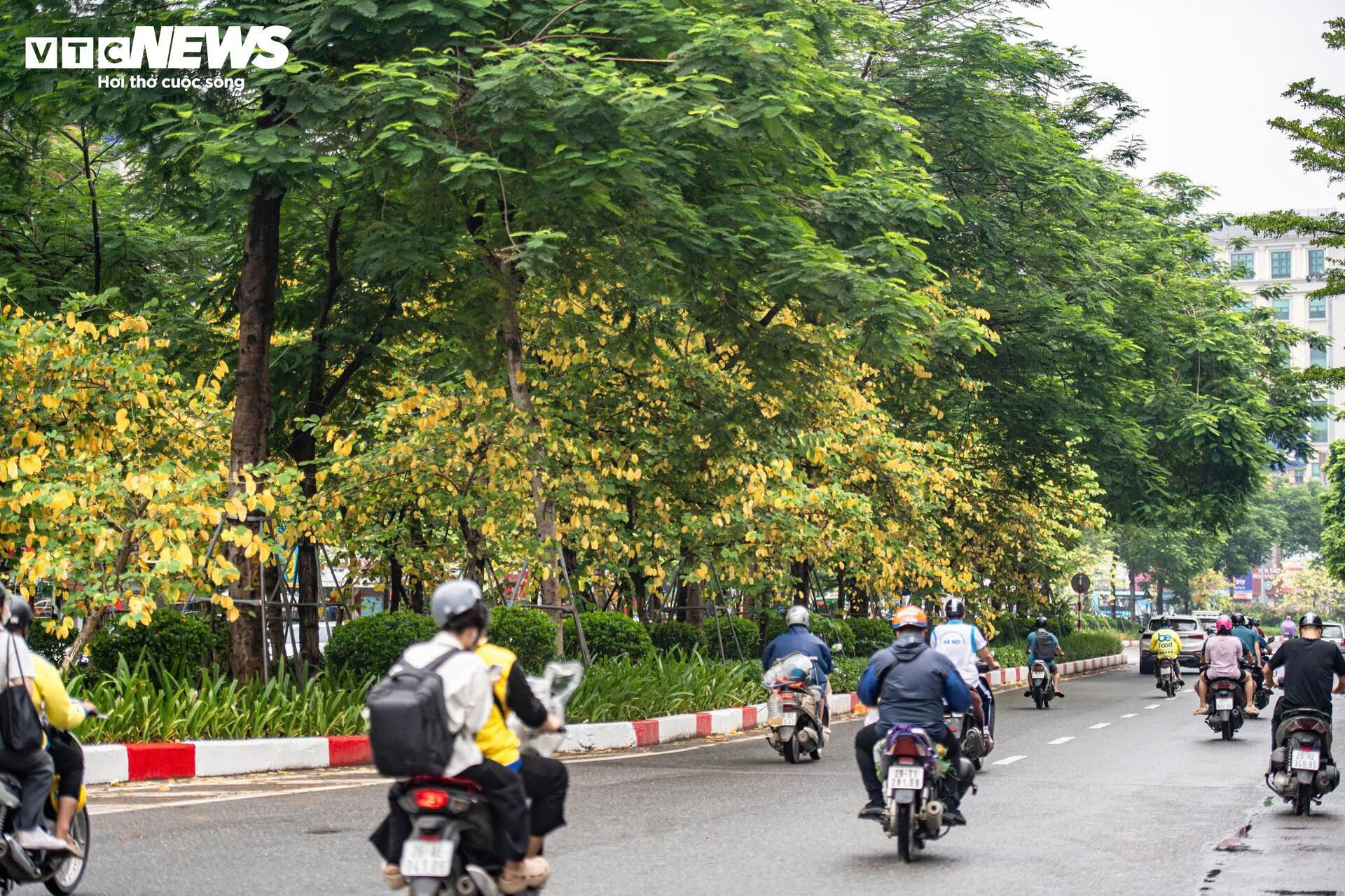 Đẹp ngỡ ngàng Hà Nội vàng rực như mùa thu châu Âu - 15