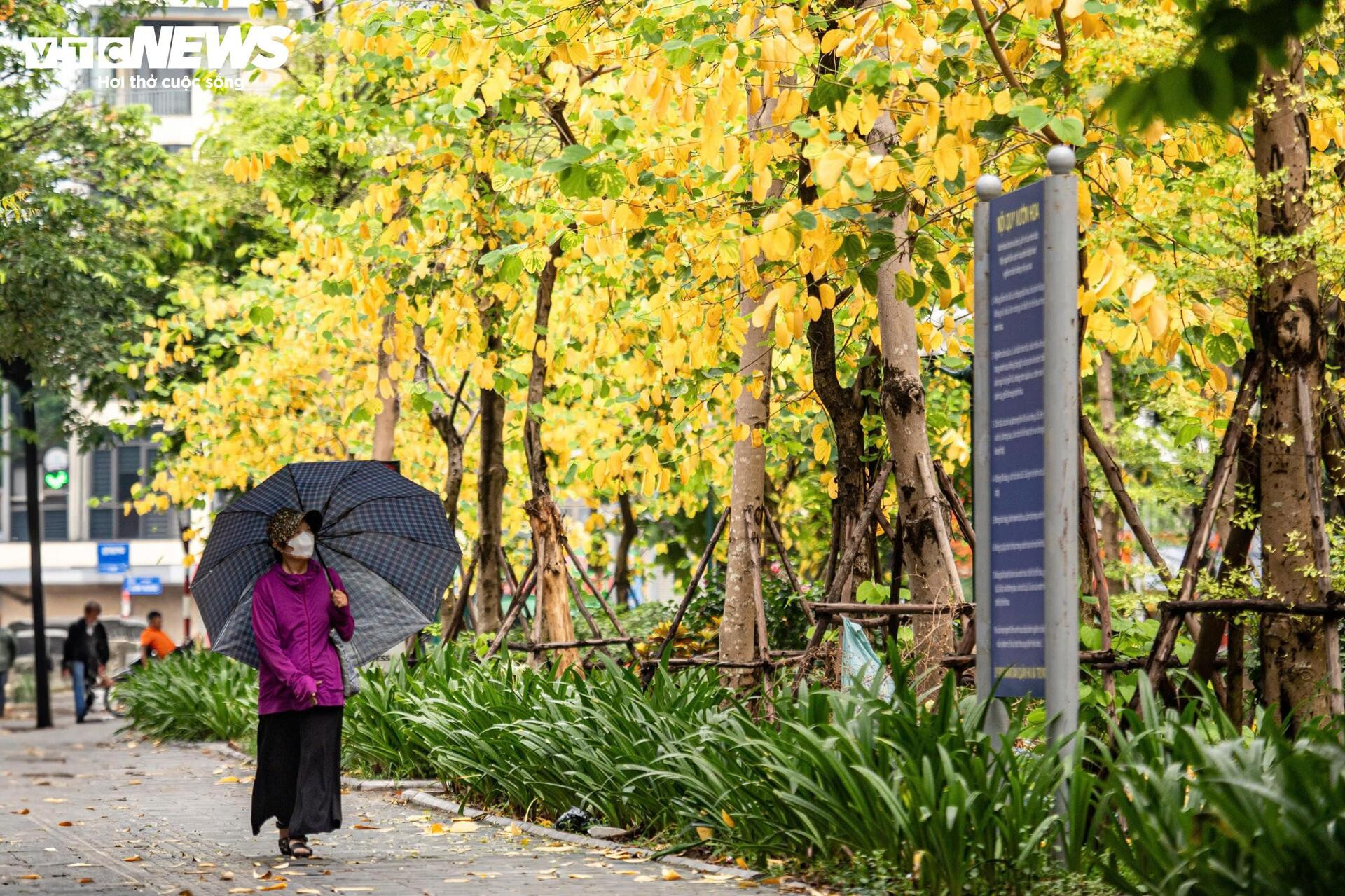 Đẹp ngỡ ngàng Hà Nội vàng rực như mùa thu châu Âu - 9