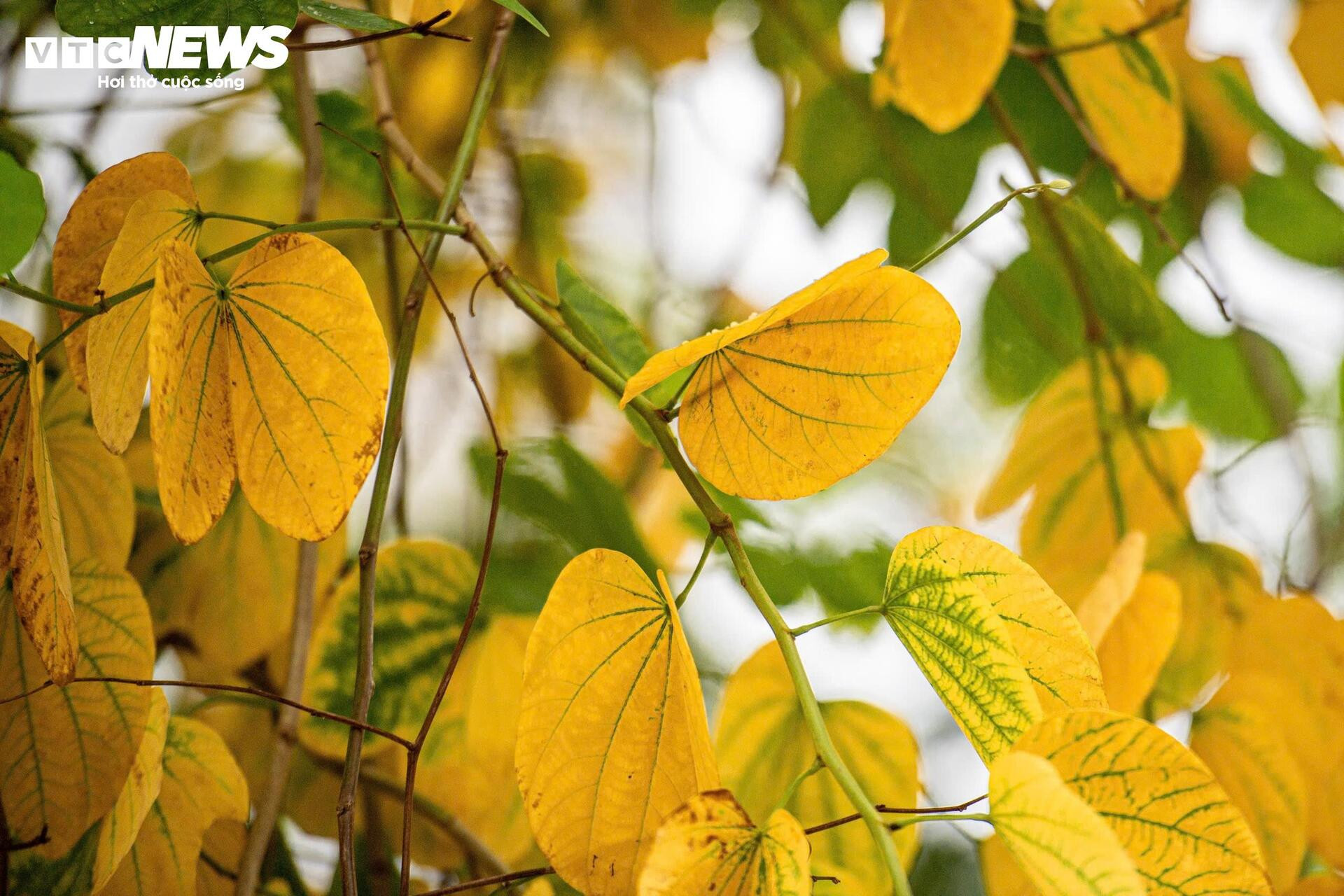 Đẹp ngỡ ngàng Hà Nội vàng rực như mùa thu châu Âu - 5