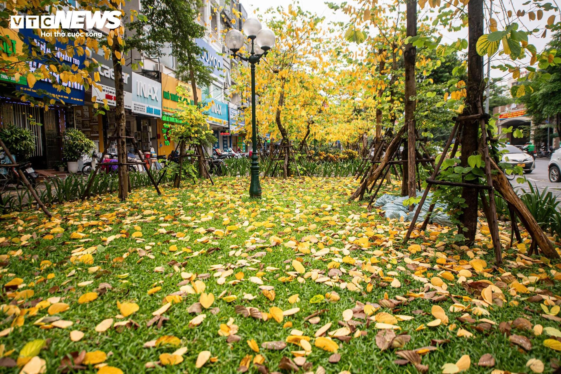 Đẹp ngỡ ngàng Hà Nội vàng rực như mùa thu châu Âu - 3