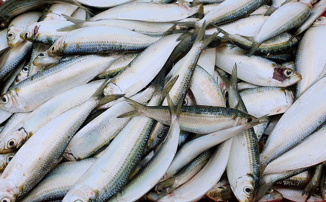 Loại cá được Mỹ đánh giá