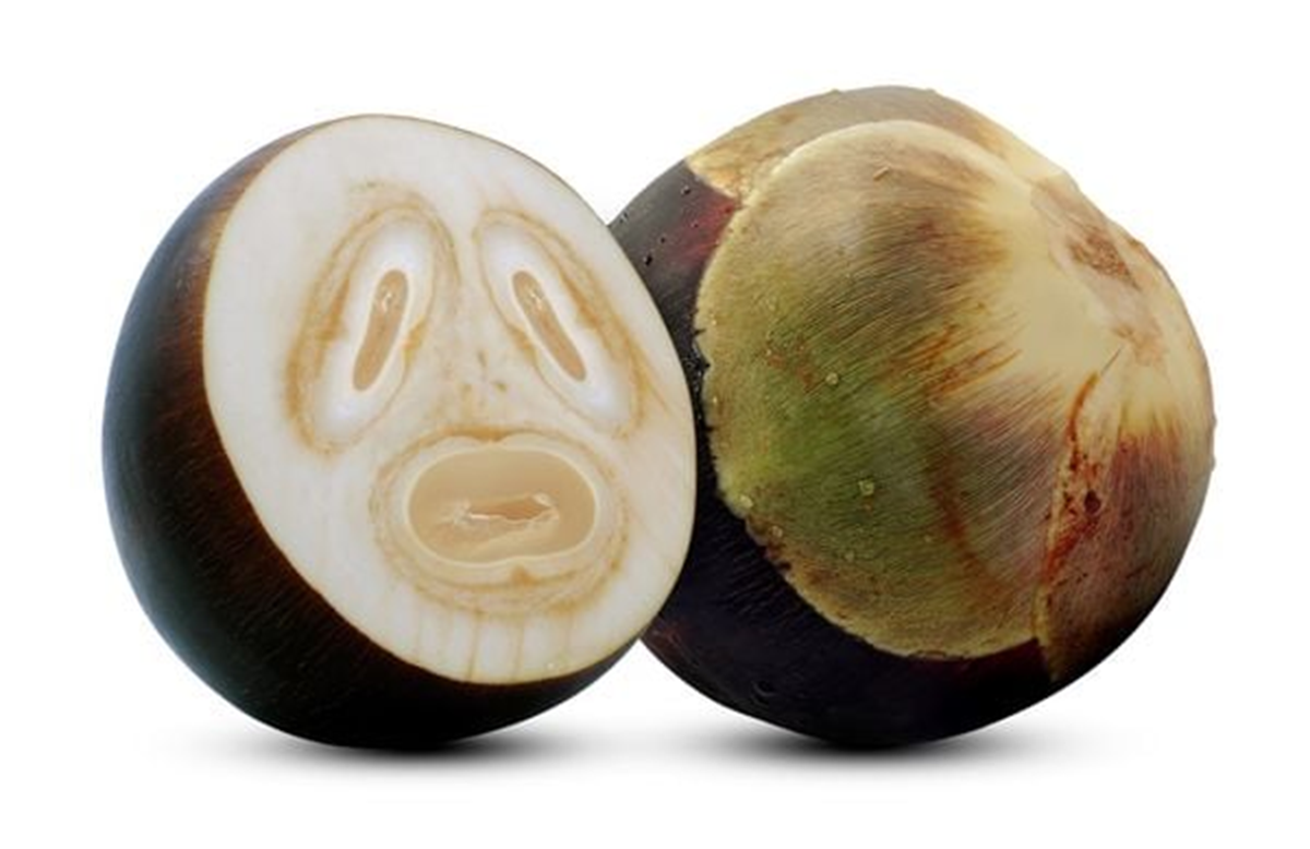 Loại cây ở Việt Nam trồng bạt ngàn, sang