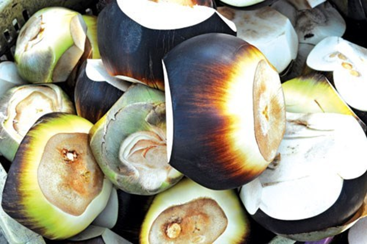 Loại cây ở Việt Nam trồng bạt ngàn, sang