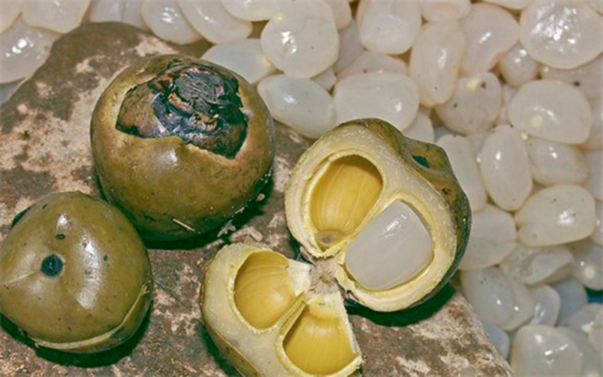 Loại cây ở Việt Nam trồng bạt ngàn, sang