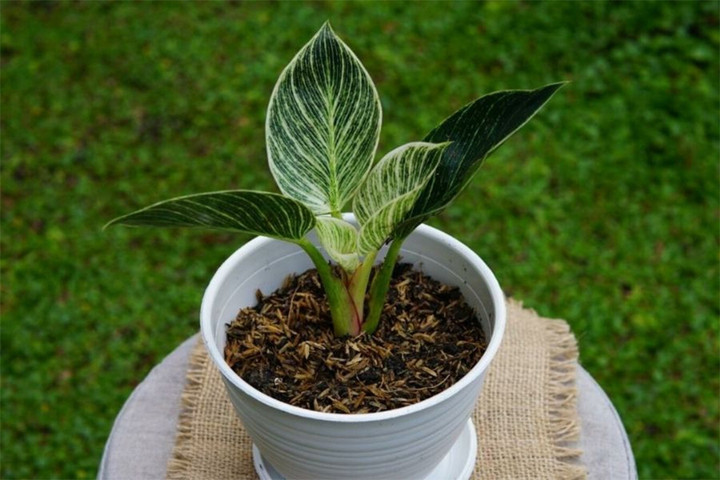 Nếu đất vẫn còn ẩm, mềm thì chưa cần tưới nước cho cây trầu bà đế vương. (Ảnh: Monrovia)