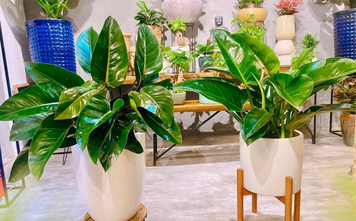 Tưới cây trầu bà đế vương đúng cách: Điều chỉnh tần suất và lượng nước theo độ ẩm của đất. (Ảnh: Namgarden)