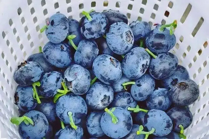 Gừng chỉ xếp thứ 5 Đây mới là vua của thực phẩm bổ não giúp ngừa đột quỵ cực mạnh