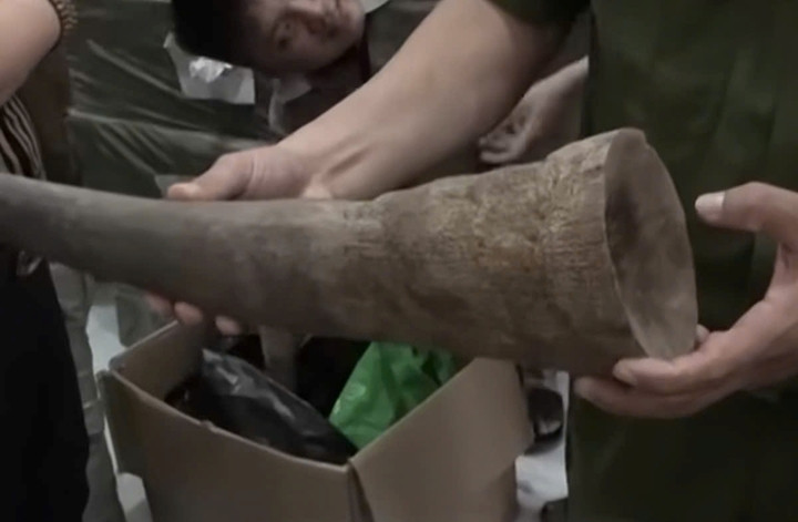 Một số sản phẩm nghi là ngà voi, mật gấu, sừng tê giác, vảy tê tê.