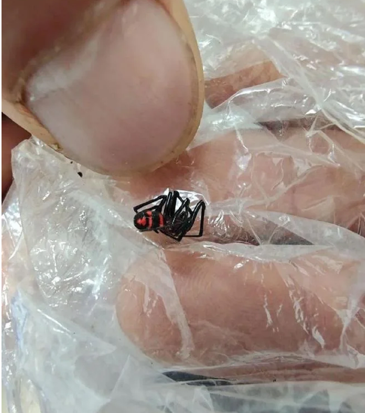 Đi dạo ngoài vườn, người đàn ông bị con vật