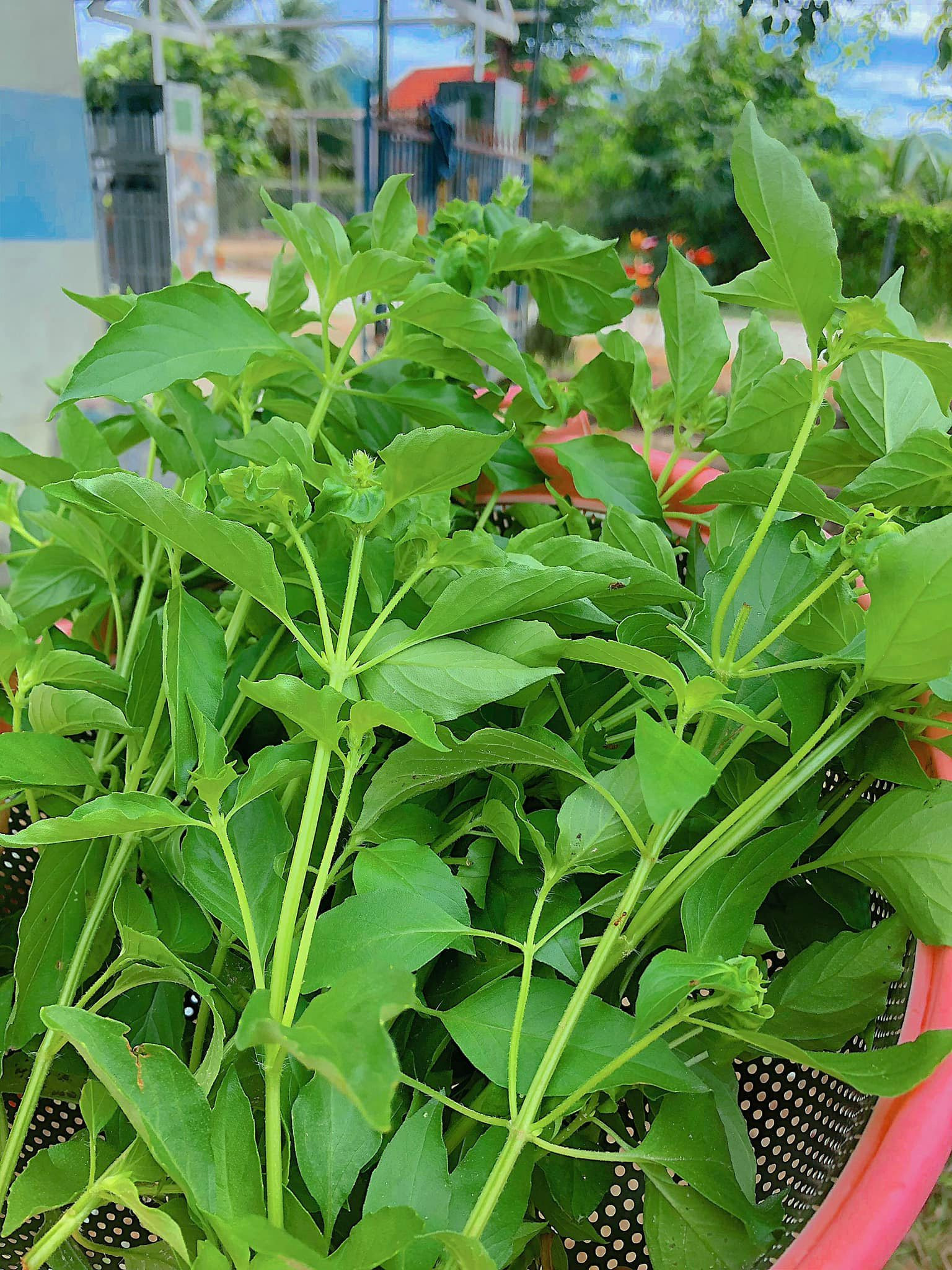 lá é   nguyen thanh thuy.jpg