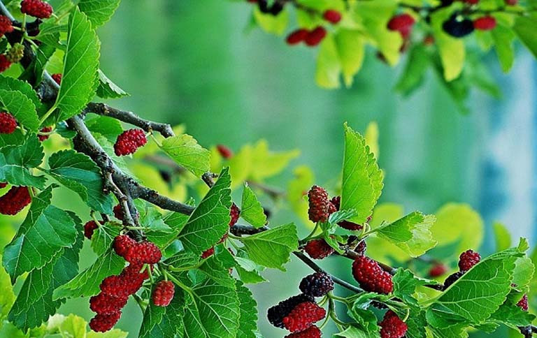 Loại cây mang âm khí, xui xẻo bạn cần biết để tránh rước họa - Ảnh 1.