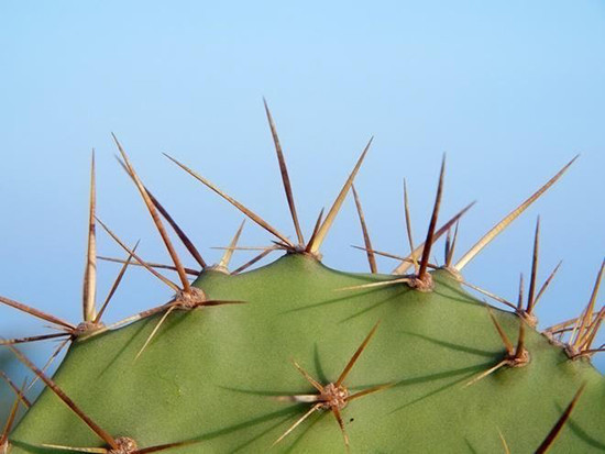 Loại cây mang âm khí, xui xẻo bạn cần biết để tránh rước họa - Ảnh 4.