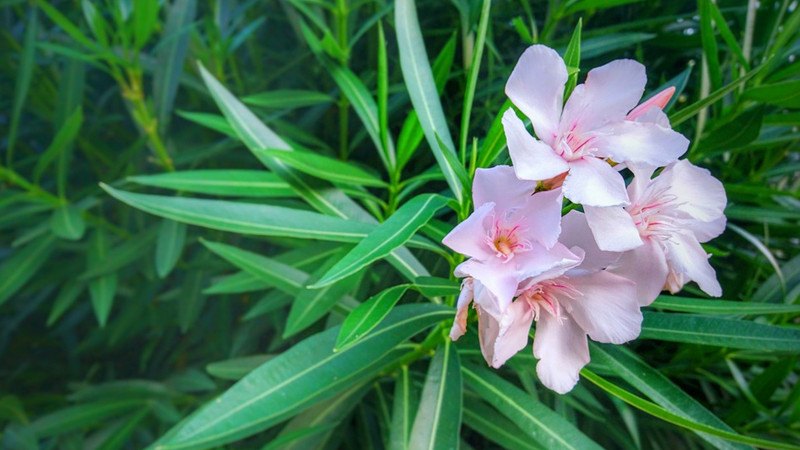 Loại cây mang âm khí, xui xẻo bạn cần biết để tránh rước họa - Ảnh 5.