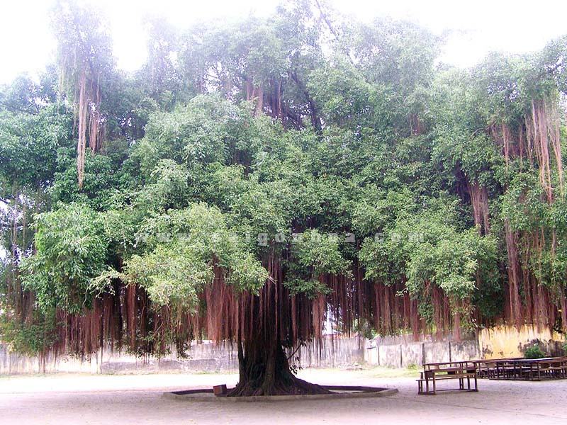 Loại cây mang âm khí, xui xẻo bạn cần biết để tránh rước họa - Ảnh 7.