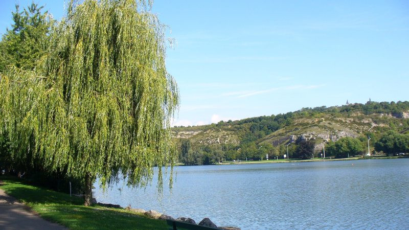 Loại cây mang âm khí, xui xẻo bạn cần biết để tránh rước họa - Ảnh 3.