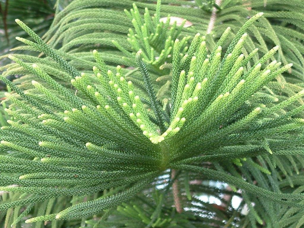 Loại cây mang âm khí, xui xẻo bạn cần biết để tránh rước họa - Ảnh 2.