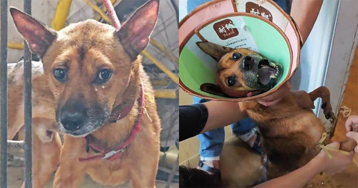 Chú chó trung thành ở Trùng Khánh, Trung Quốc, từ chối rời khỏi nhà sau khi chủ qua đời. (Ảnh: Cover News)