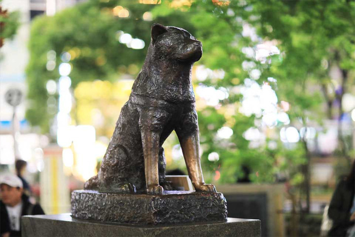 Bức tượng đồng chó Hachiko đặt tại ga Shibuya trở thành điểm hẹn nổi tiếng và là biểu tượng văn hóa của Nhật Bản.