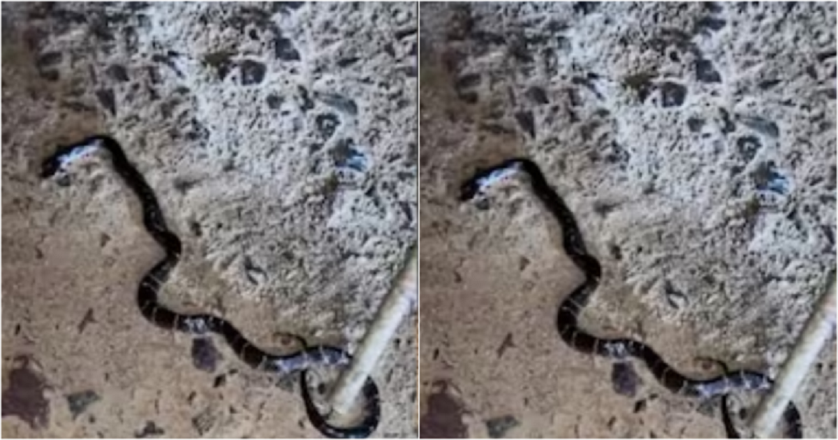 Đang ngồi xem tivi, 2 người con tử vong bố nguy kịch, sự thật bất ngờ phía sau nhà - Ảnh 1.