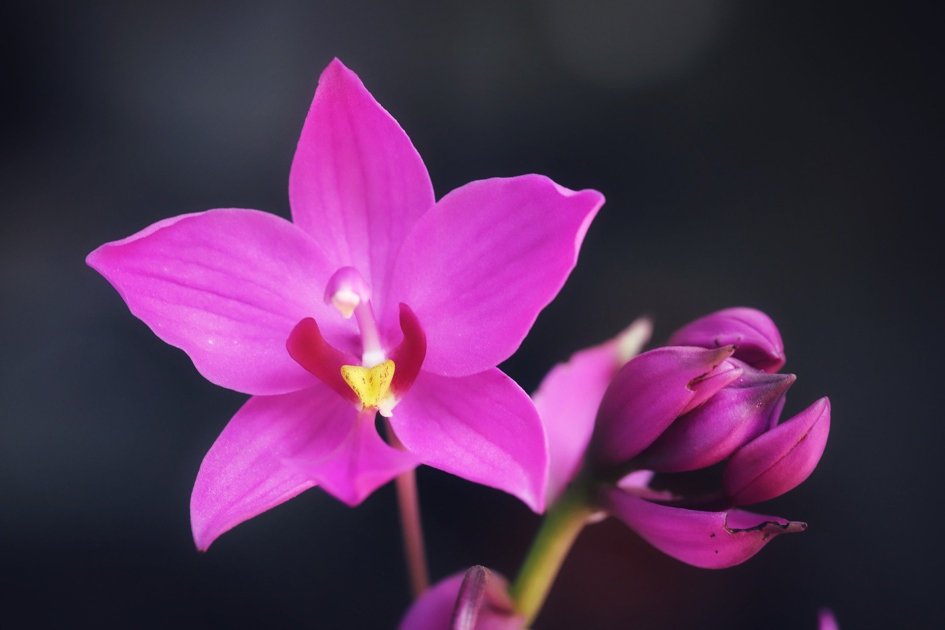 Tháng sinh Âm lịch đẹp như hoa mùa xuân, mang lại phúc khí và trường thọ - Ảnh 1.