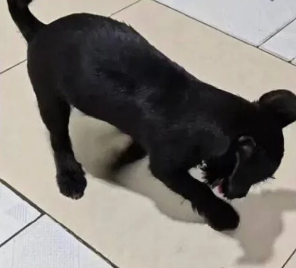 dog.jpg