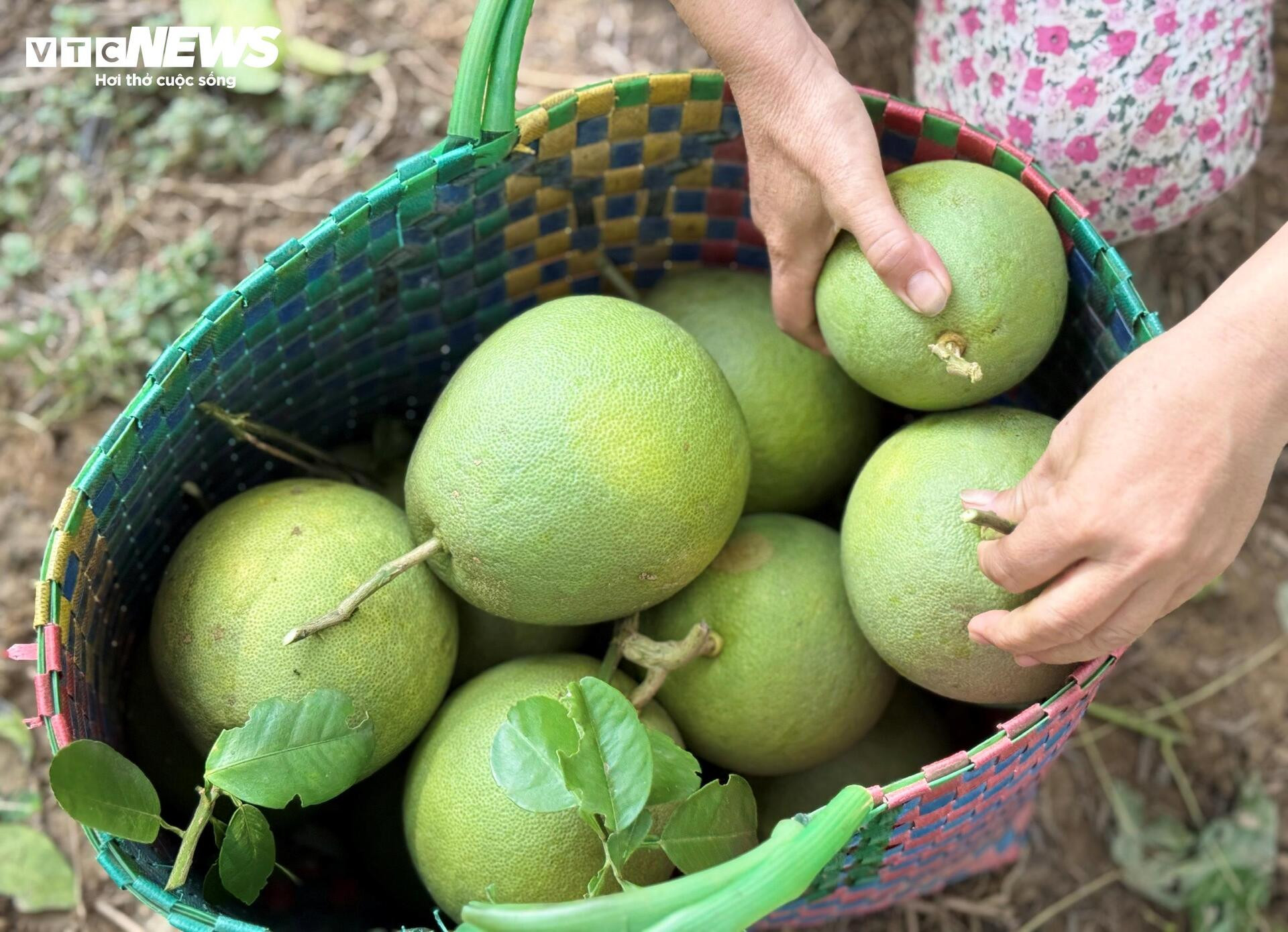 Đặc sản ‘tiến vua’ được mùa, được giá, người dân đếm cây thu tiền triệu mỗi ngày - 6