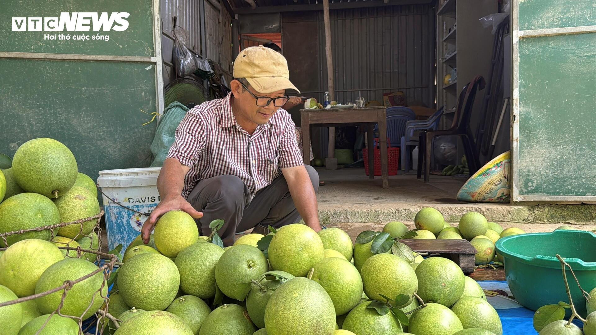 Đặc sản ‘tiến vua’ được mùa, được giá, người dân đếm cây thu tiền triệu mỗi ngày - 5