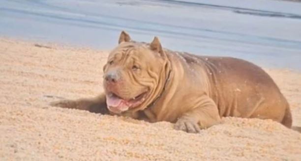 Đang ở trong nhà, bé gái 2 tháng tuổi bị chó pitbull cắn tử vong - Ảnh 1.