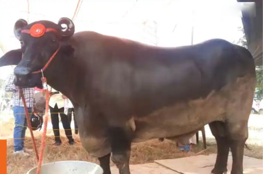 Con trâu khổng lồ giá 69 tỷ đồng, chủ chần chừ