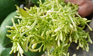 4 nhóm người cần tránh dùng hoa đu đủ đực