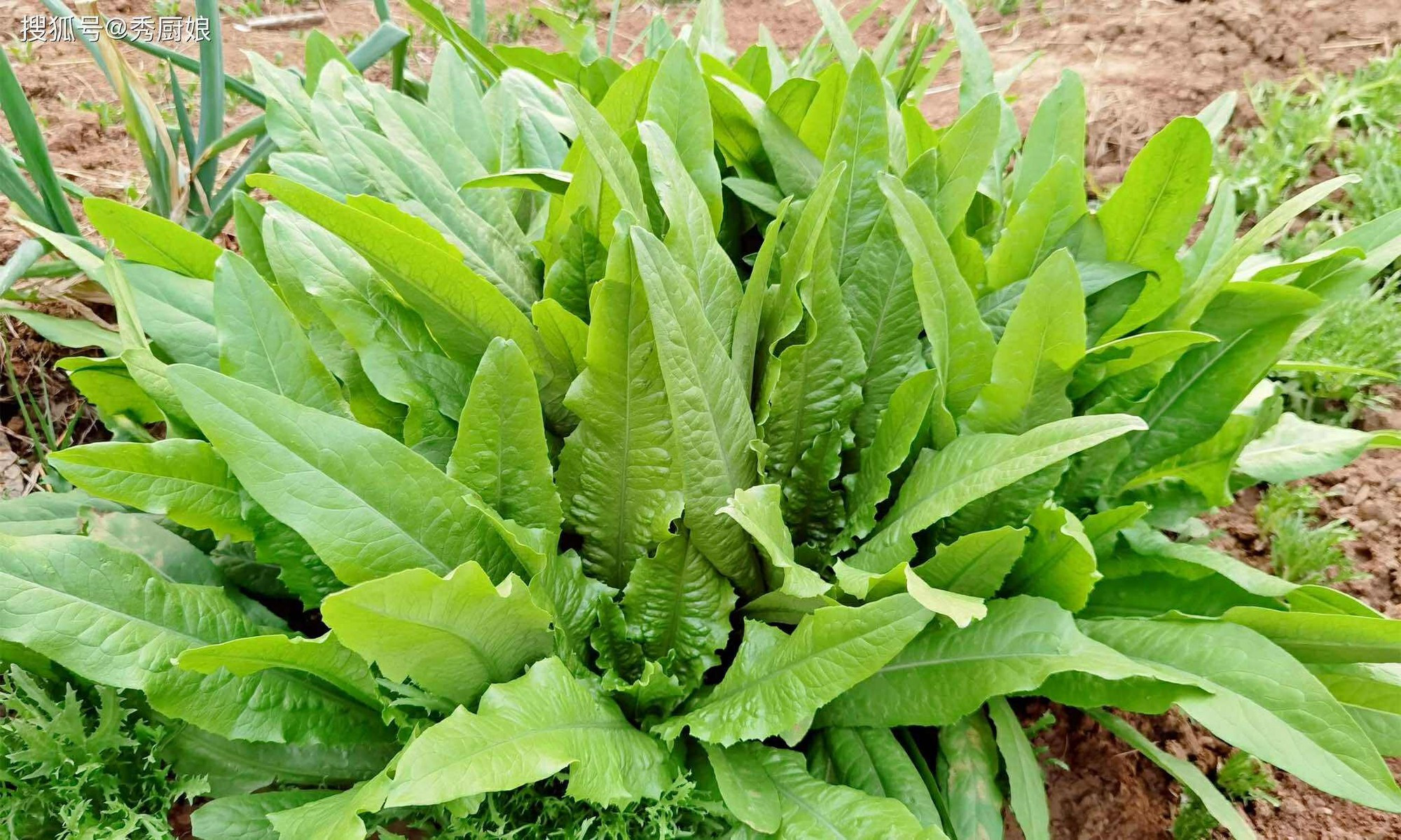 3 loại rau cực bổ phổi: Nấu và ăn luân phiên 1 lần/tuần khi trời lạnh giúp dưỡng ẩm và giải độc cho phổi- Ảnh 4.