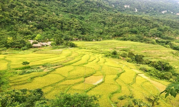 Tour ngắm lúa chín Pù Luông 1 ngày, khởi hành từ Hà Nội có mức giá thấp nhất khoảng 990.000 đồng/người với các dịch vụ trọn gói. (Ảnh: PYS Travel)