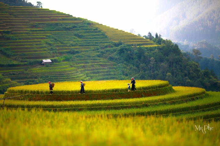 Và đây cũng là thời điểm lý tưởng cho du khách chốt tour, để được tận mắt chiêm ngưỡng những ruộng bậc thang đẹp như tranh vẽ. (Ảnh: Nhất Việt Travel)
