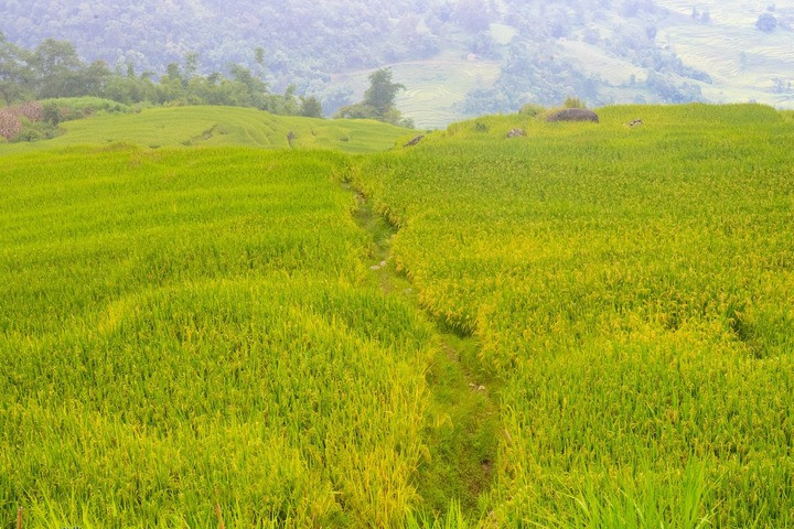 Tour mùa vàng Y Tý 3 ngày 2 đêm giá dao động 3 - 3,5 triệu đồng/người. (Ảnh: FB Lê Huy Hoàng)