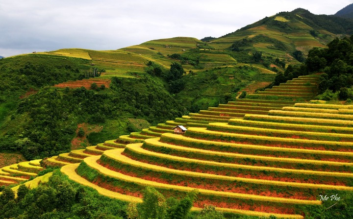 Mỗi năm vào cuối tháng 9, đầu tháng 10, những thửa ruộng bậc thang ở Tây Bắc lại bắt đầu chuyển sang sắc vàng rực rỡ của lúa chín. (Ảnh: Nhất Việt Travel)