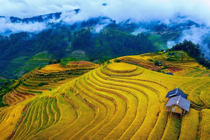 Giá tour ngắm lúa chín Mù Cang Chải 2 ngày 1 đêm, khởi hành từ Hà Nội dao động từ 1,3 - 1,7 triệu đồng/người. Du khách sẽ di chuyển bằng ô tô du lịch, lưu trú tại homestay. (Ảnh: FB Vũ Linh)