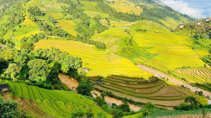 Chị Tuyết Giang (nhân viên một công ty lữ hành ở Hà Nội) cho biết, mùa lúa chín ở Mù Cang Chải đang vào độ đẹp nhất, cùng thời tiết thuận lợi nên thu hút đông đảo du khách nhiều ngày qua, nhất là vào dịp cuối tuần. (Ảnh: FB Bùi Chiến)