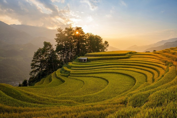 Hiện Mù Cang Chải (Lào Cai) đang là nơi thu hút đông du khách nhất vì nơi đây lúa chín sớm hơn. Những thửa ruộng bậc thang chuyển vàng đánh dấu mùa lúa chín bắt đầu. (Ảnh: FB Vũ Linh)