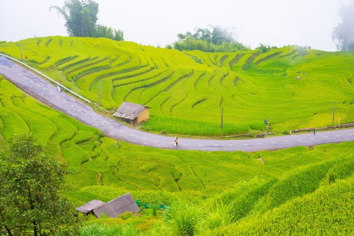 Y Tý (Lào Cai) cũng là địa điểm ngắm mùa lúa chín miền Tây Bắc hút hồn du khách. Nơi đây có những ruộng bậc thang trải dài như dải lụa vàng óng. (Ảnh: FB Lê Huy Hoàng)