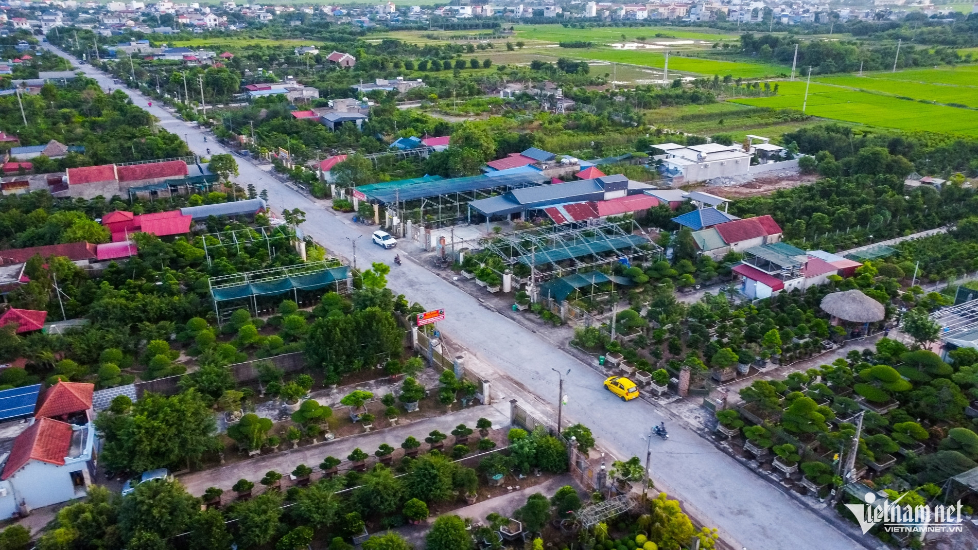 cay canh 1.jpg
