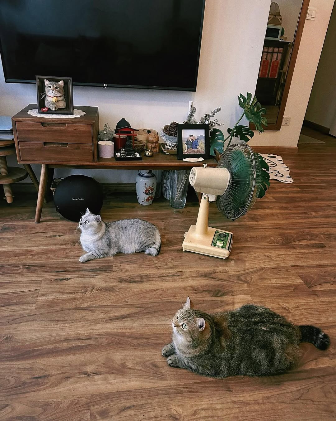 get 1 1758598189606175510588 1 17586871744181207730535.jpg