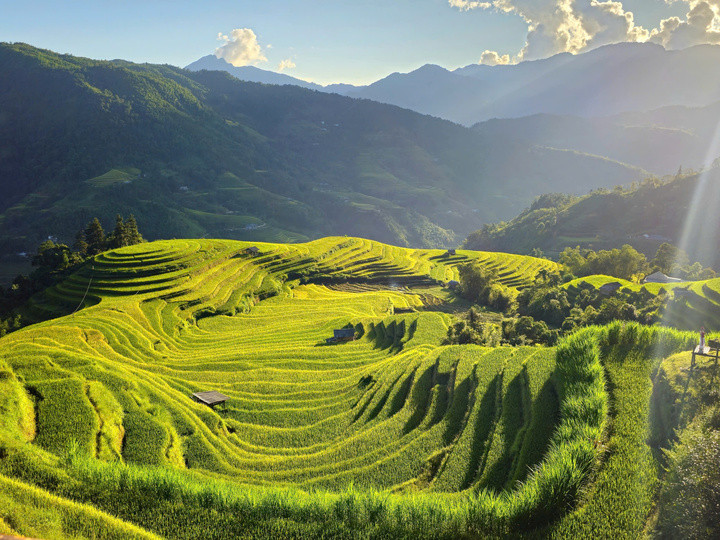 Ruộng bậc thang ở Thông Nguyên vào mùa lúa chín. (Ảnh: Nguyễn Thanh Tùng).