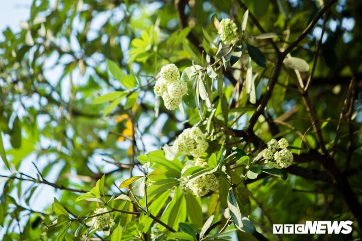 Mùi hoa sữa nồng nàn khiến nhiều người không chịu nổi. (Ảnh: Mạnh Đoàn)