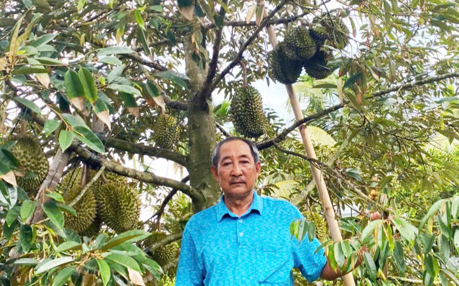 Sầu riêng 3 Hiền 3.jpg