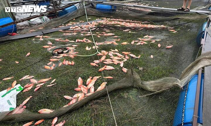 Hàng chục tấn cá lồng bè chết nằm la liệt trong sự xót xa của người dân Hà Tĩnh.