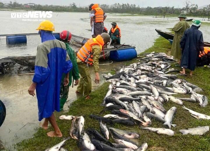 “Trong đêm ngày 28/9, trên địa bàn xã có mưa lớn, gió giật dữ dội, chúng tôi không dám ở lại ao nuôi. Đến sáng nay khi ra thăm ao sớm thì phát hiện lượng lớn cá bị trôi mất và chết hàng loạt. Số cá này đã sắp đến ngày xuất bán, giờ chết hết thế này gia đình tôi mất trắng. Năm nay không biết kiếm đâu ra tiền để gây dựng lại”, anh Tuấn nói.
