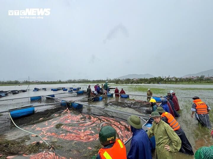 Theo ông Cương, từ đêm 28/9 đến rạng sáng 29/9, bão số 10 đổ bộ vào đất liền đã gây thiệt hại cho người dân trên địa bàn xã. Trong đó, anh Phạm Anh Tuấn (thôn Hoa Trung, xã Kỳ Hoa) - chủ hộ nuôi cá lồng bè, chịu thiệt hại nặng nề khi mưa bão đã khiến 20 tấn cá lồng bè chết.