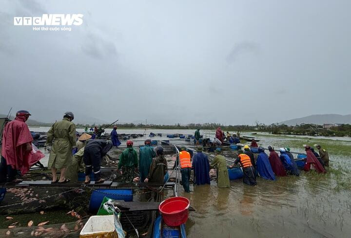 Đội cơn mưa nặng hạt, người dân trong xã chung tay giúp chủ hộ nuôi cá lồng bè thu gom số cá có thể đưa đi tiêu thụ hòng vớt vát được chừng nào hay chừng đó.