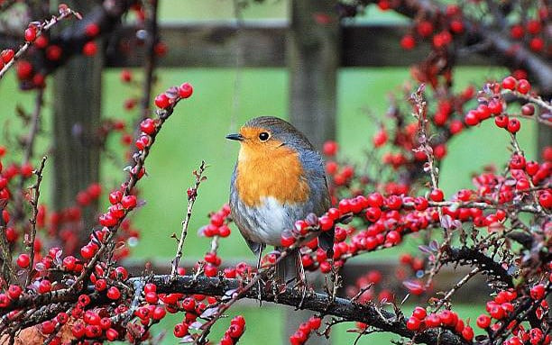 Tháng sinh Âm lịch của người nghĩa khí, hết lòng vì bạn bè - Ảnh 3.